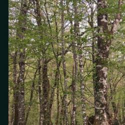 expert forestier tours